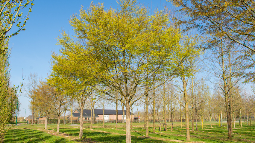 Zelkova serrata 'Village Green' haute tige