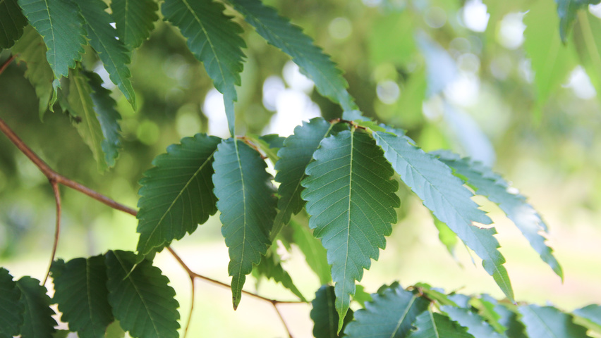 Zelkova serrata 'Village Green' Feuilles