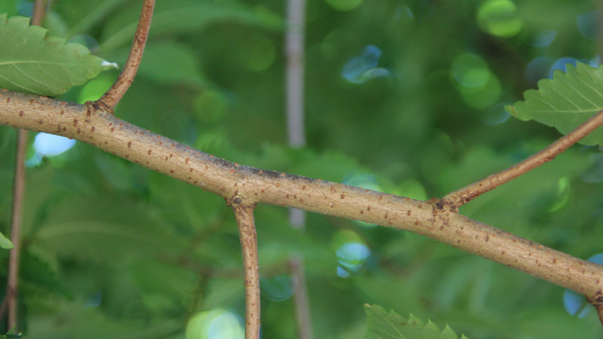 Zelkova serrata 'Village Green' rameaux