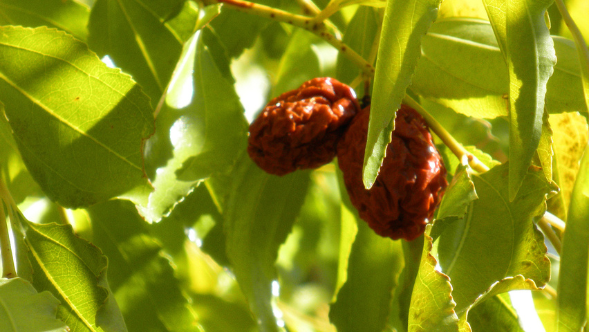 Ziziphus jujuba owoce