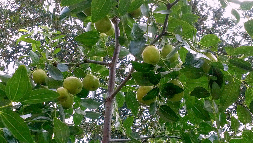 Ziziphus jujuba owoce
