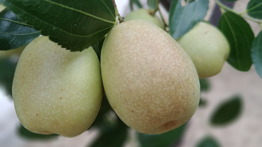 Ziziphus jujuba owoce
