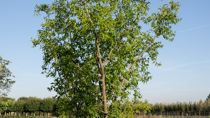 Ziziphus jujuba wielopniowy