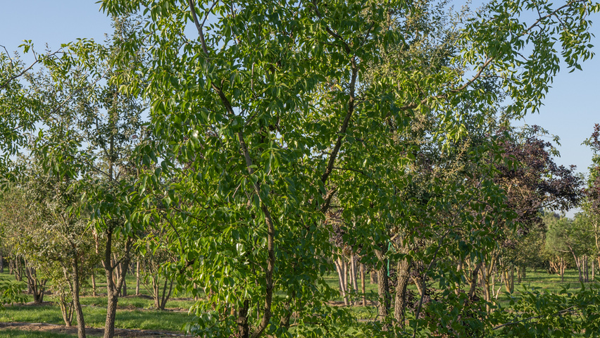 Ziziphus jujuba wielopniowy