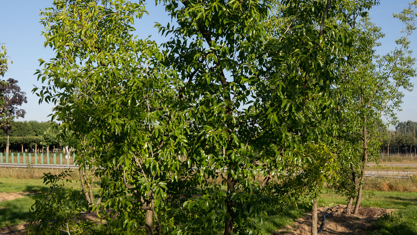 Ziziphus jujuba wielopniowy
