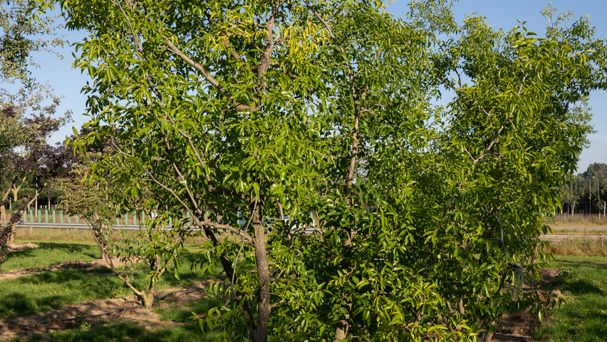 Ziziphus jujuba wielopniowy