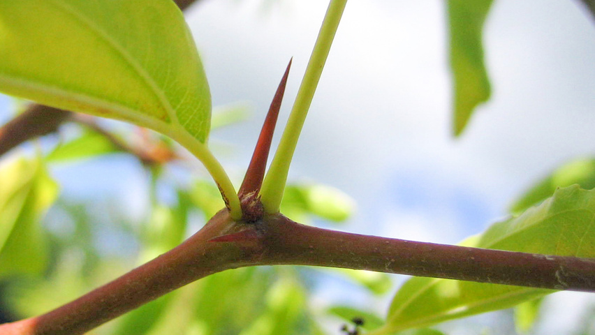 Ziziphus jujuba ветви