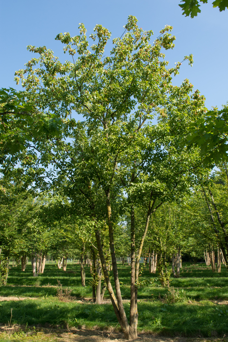 Acer buergerianum 