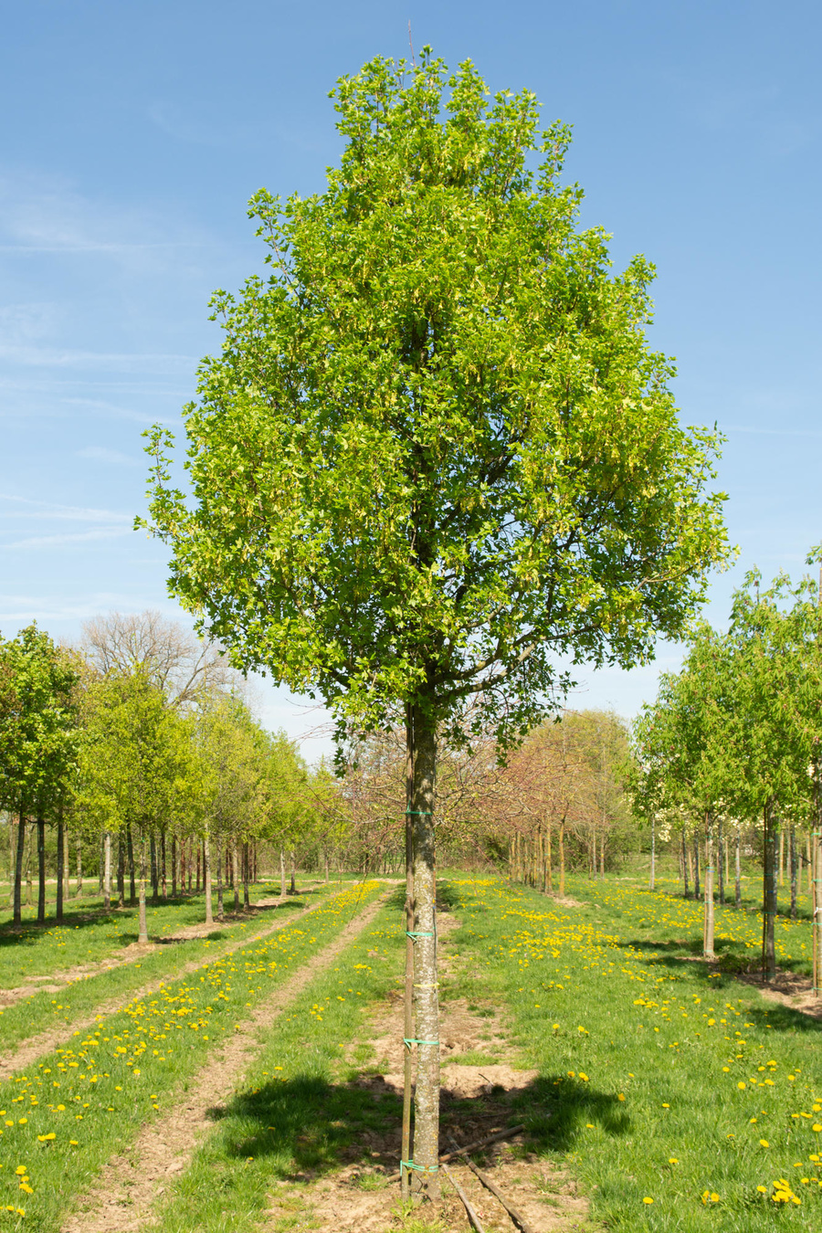 Acer monspessulanum 