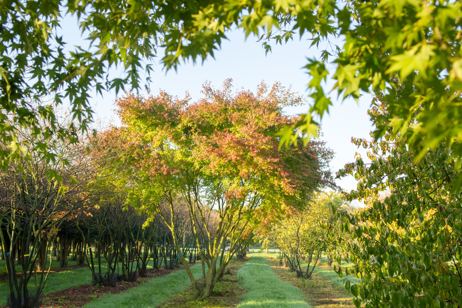 Acer palmatum 