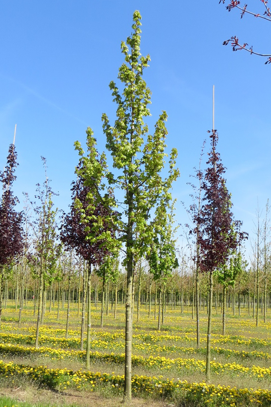 Acer platanoides 'Columnare' 