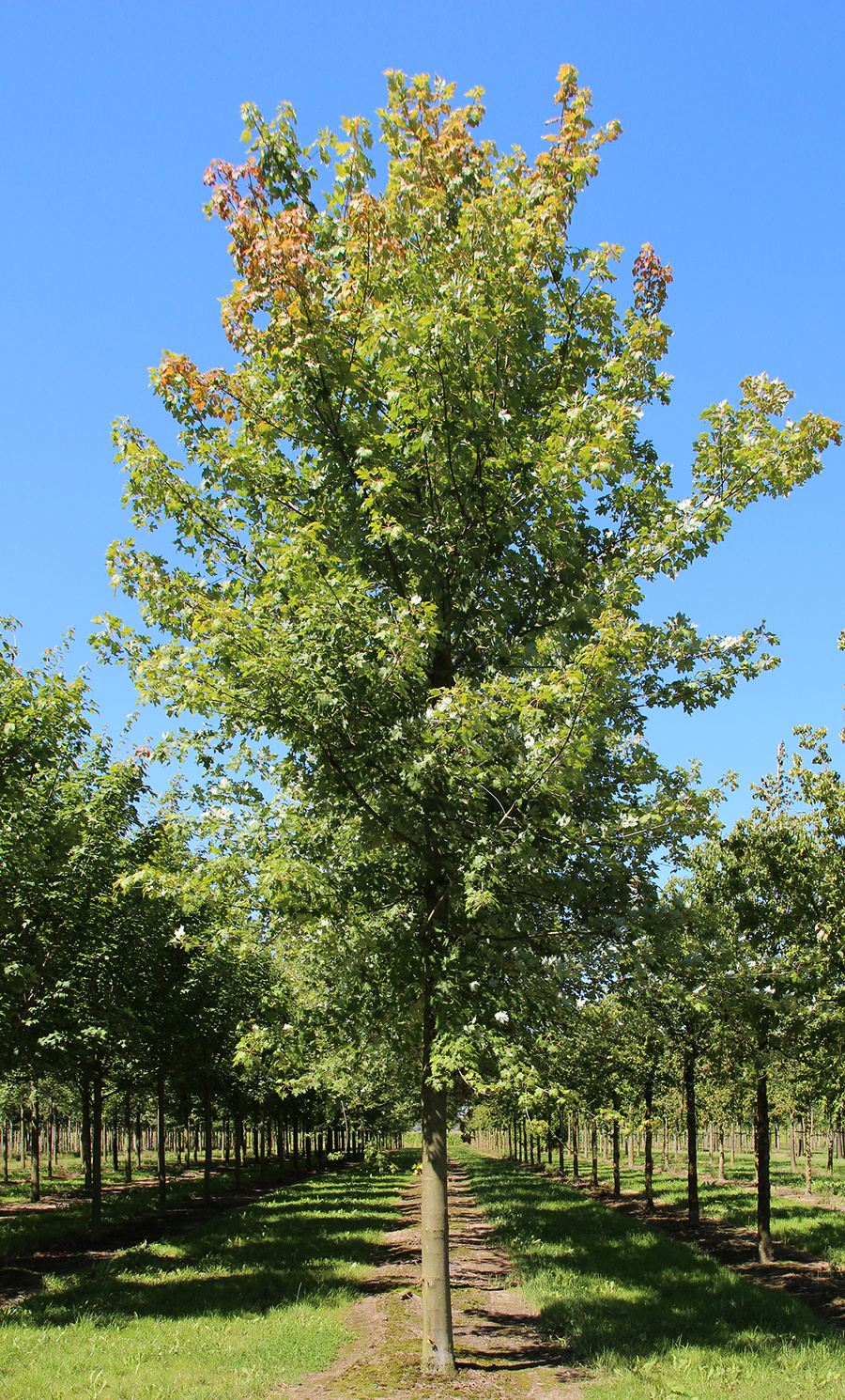 Acer x freemanii 'Jeffersred' 