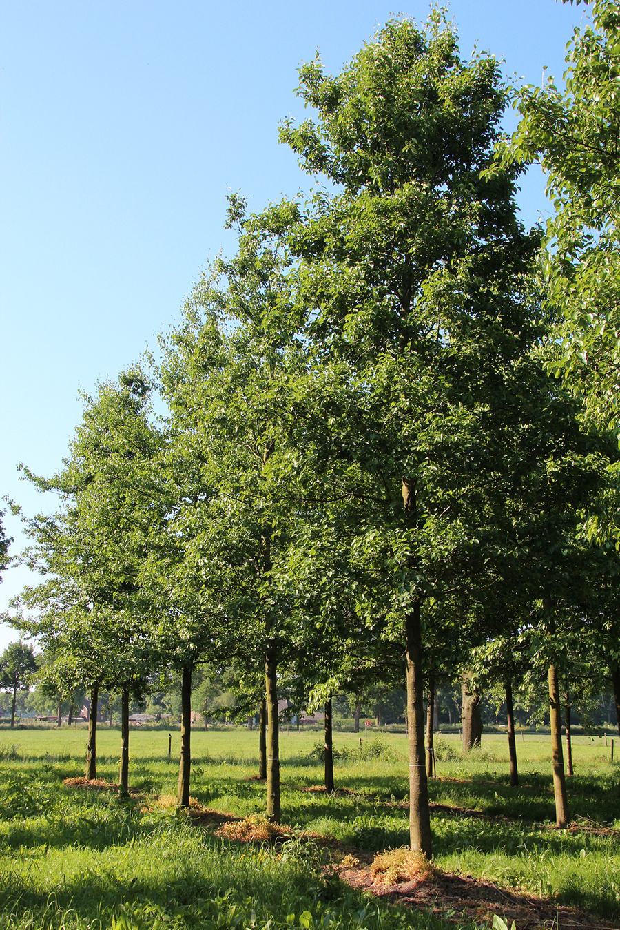 Alnus cordata 