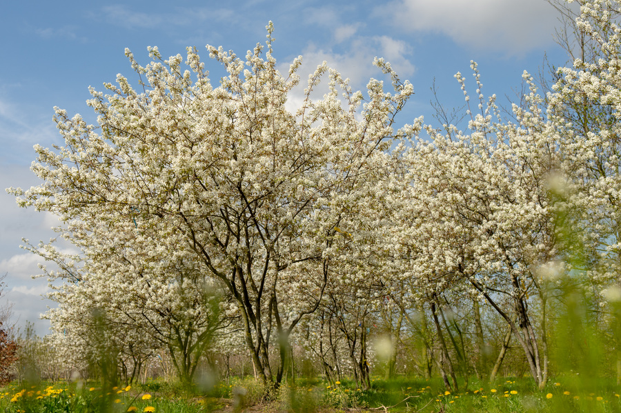 Amelanchier lamarckii 