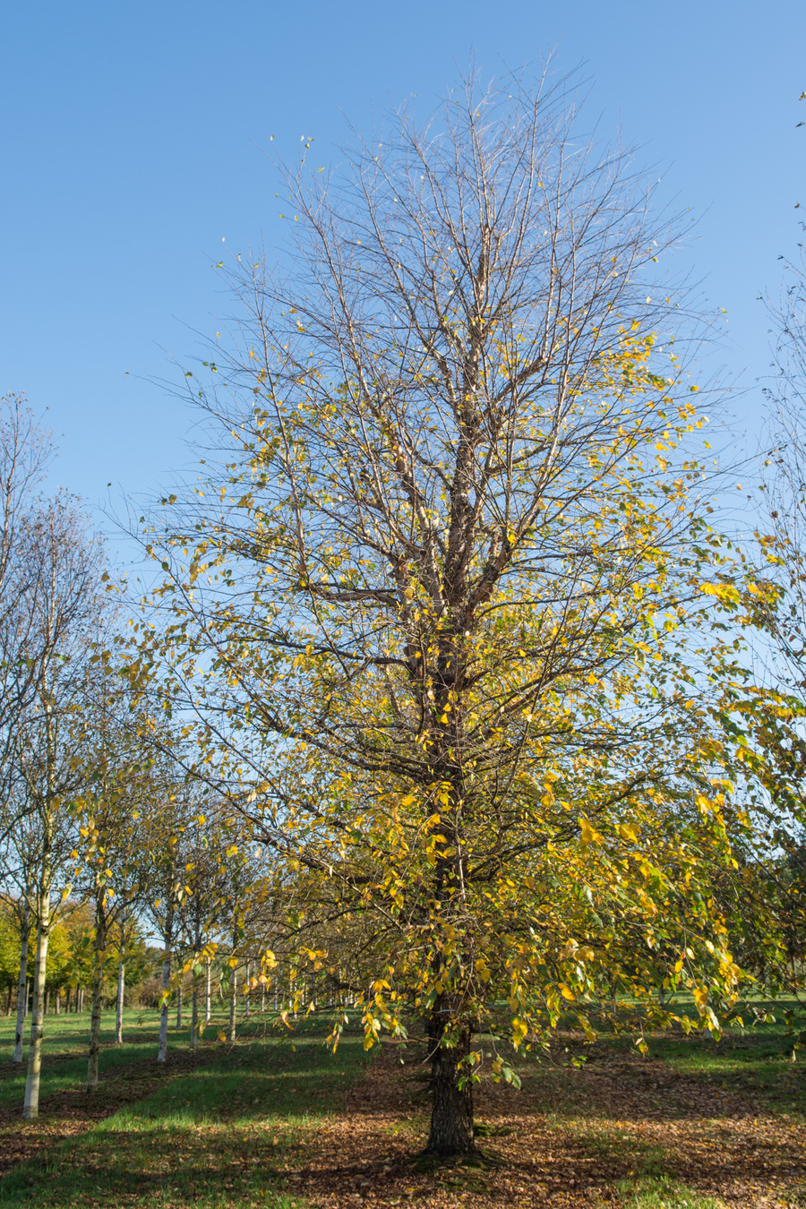 Betula nigra 