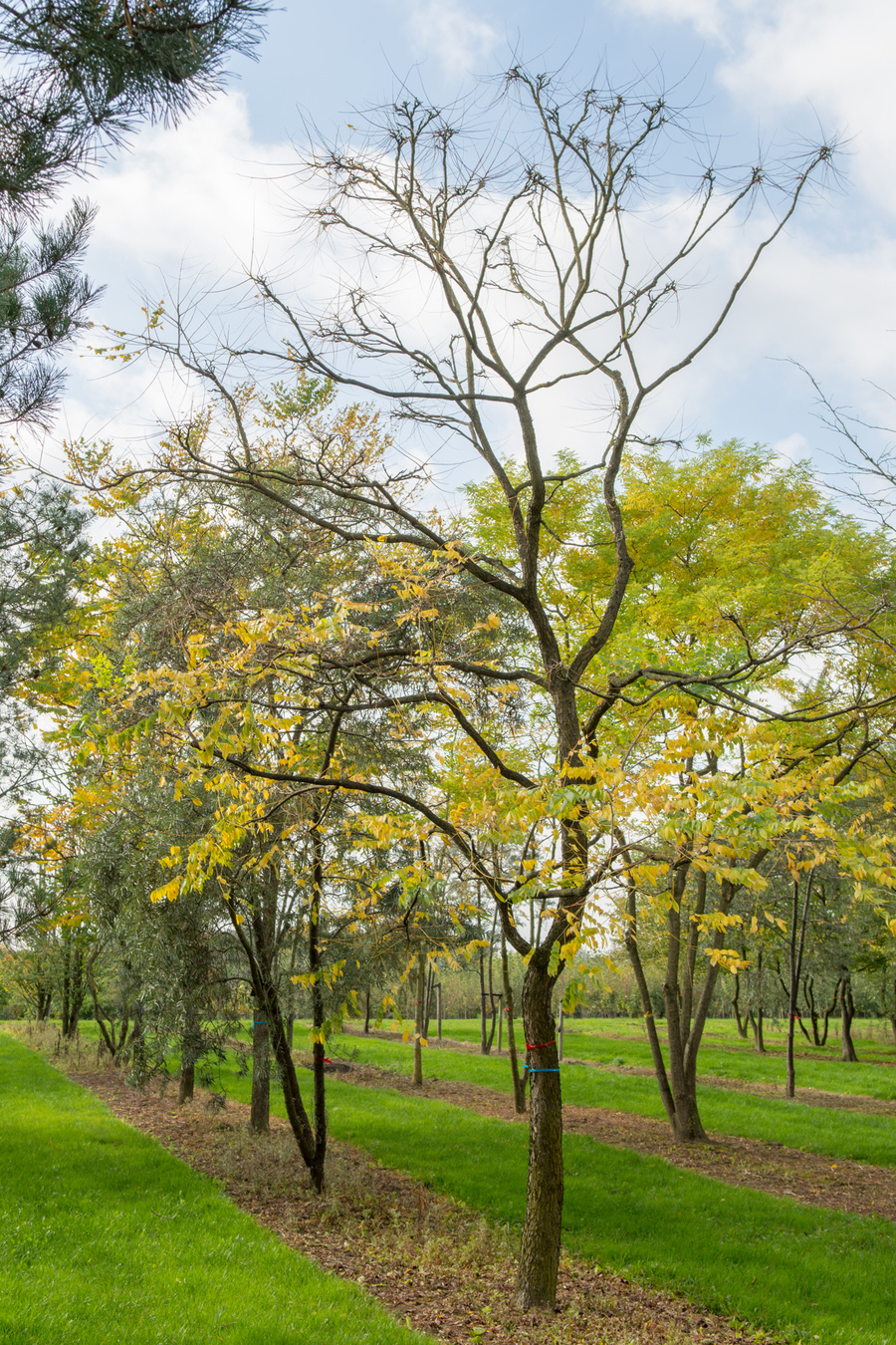 Gymnocladus dioica 