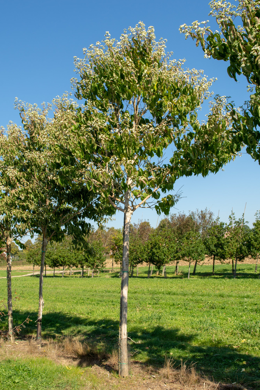 Heptacodium miconioides 