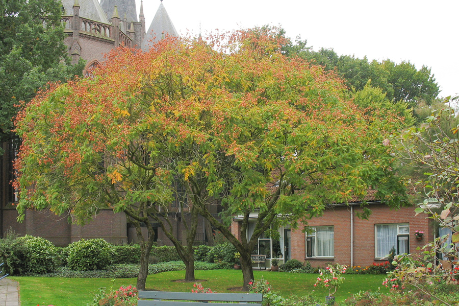 Koelreuteria paniculata 