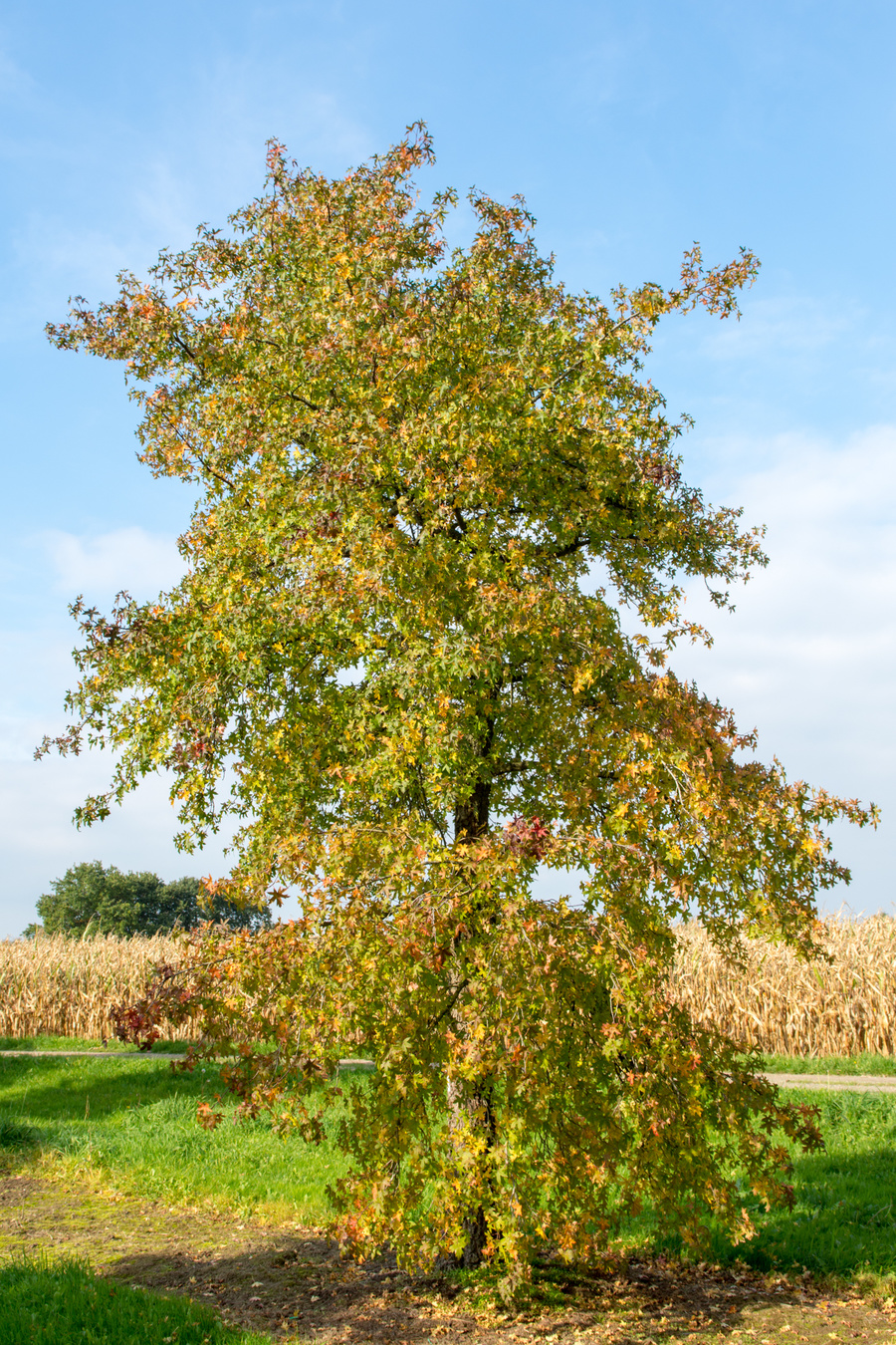 Liquidambar orientalis 