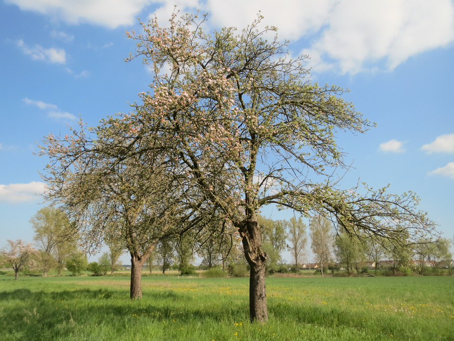 Malus domestica 