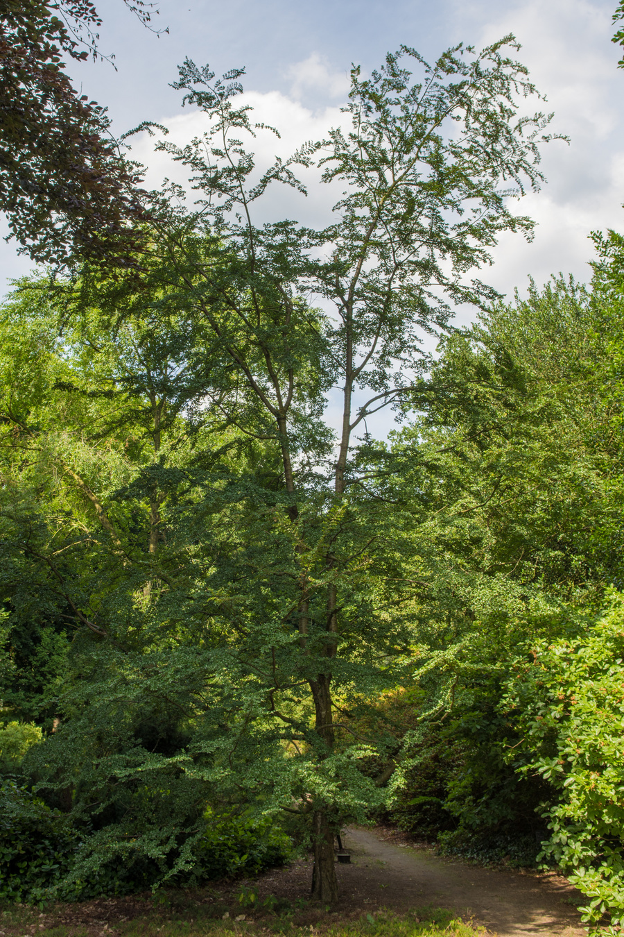 Nothofagus antarctica 