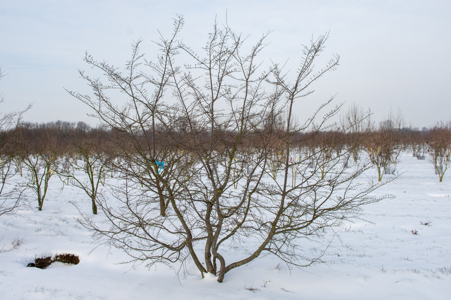 Nothofagus antarctica 