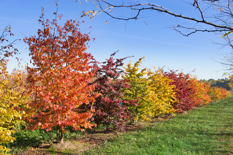 Parrotia persica 