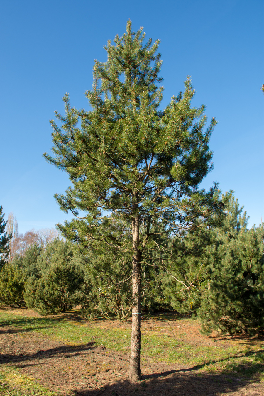 Pinus contorta 