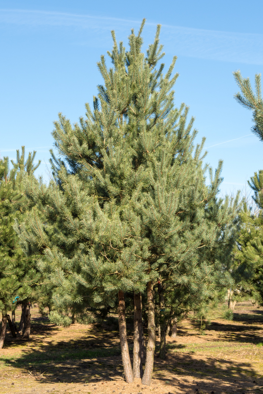 Pinus sylvestris 