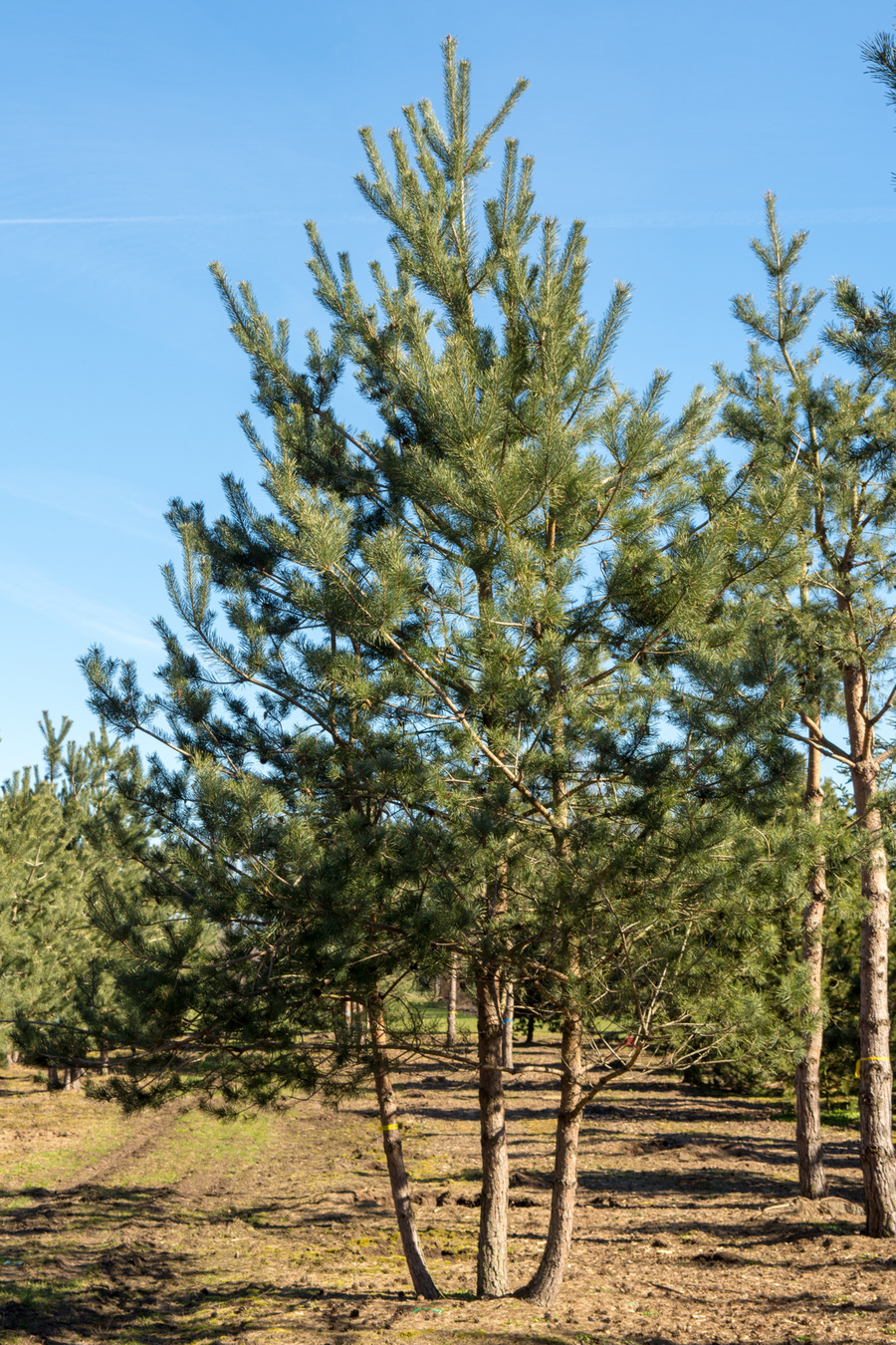 Pinus sylvestris 