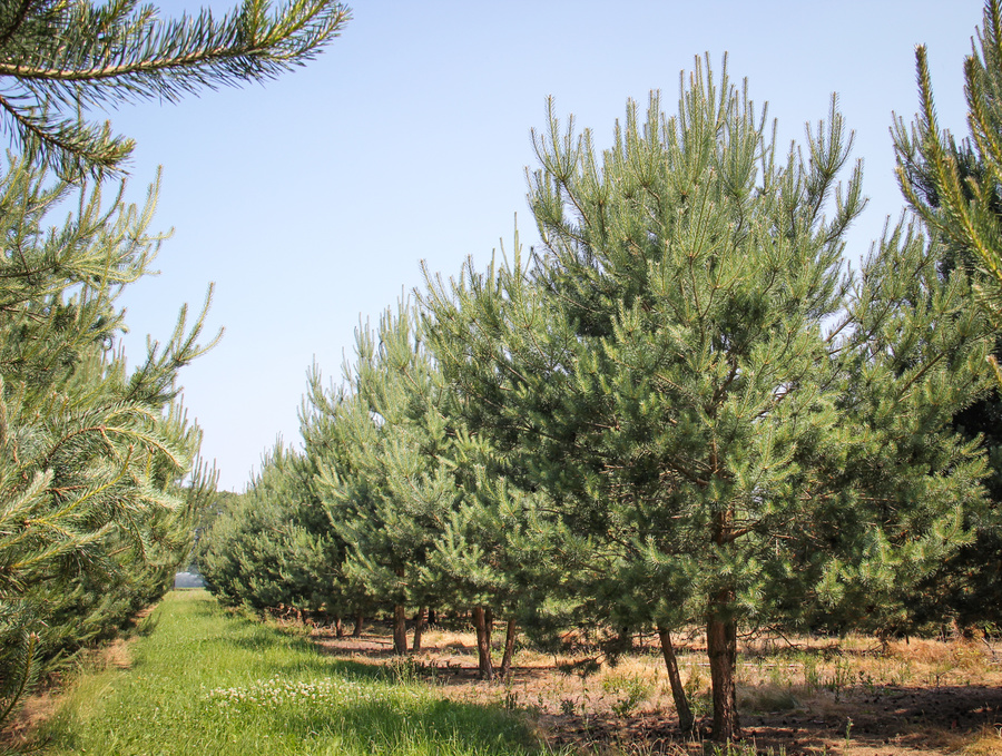 Pinus sylvestris 
