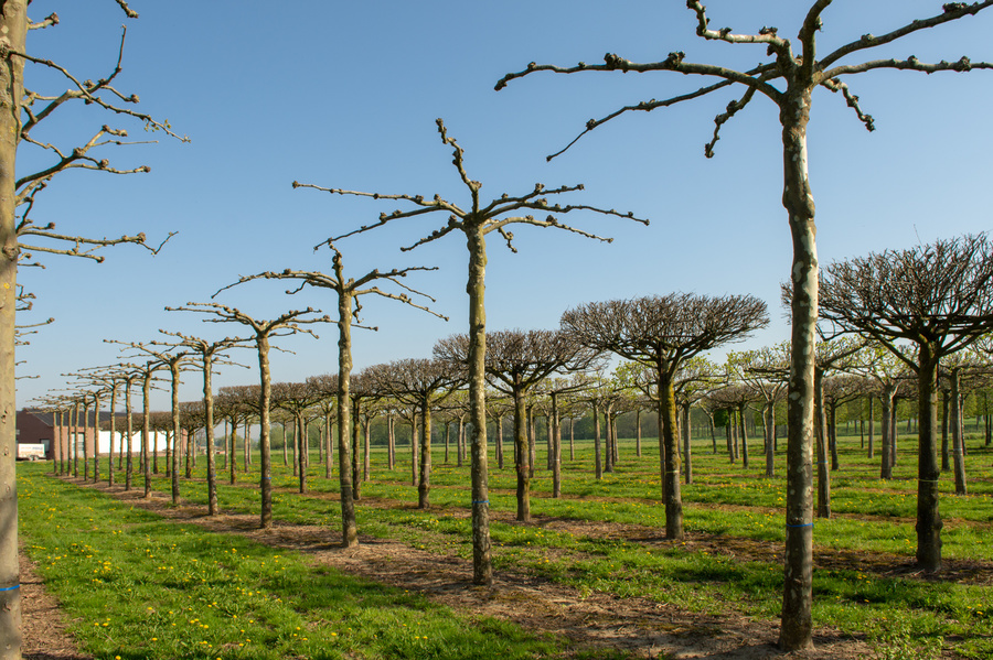 Platanus x hispanica 