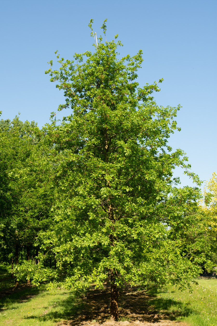 Quercus robur 