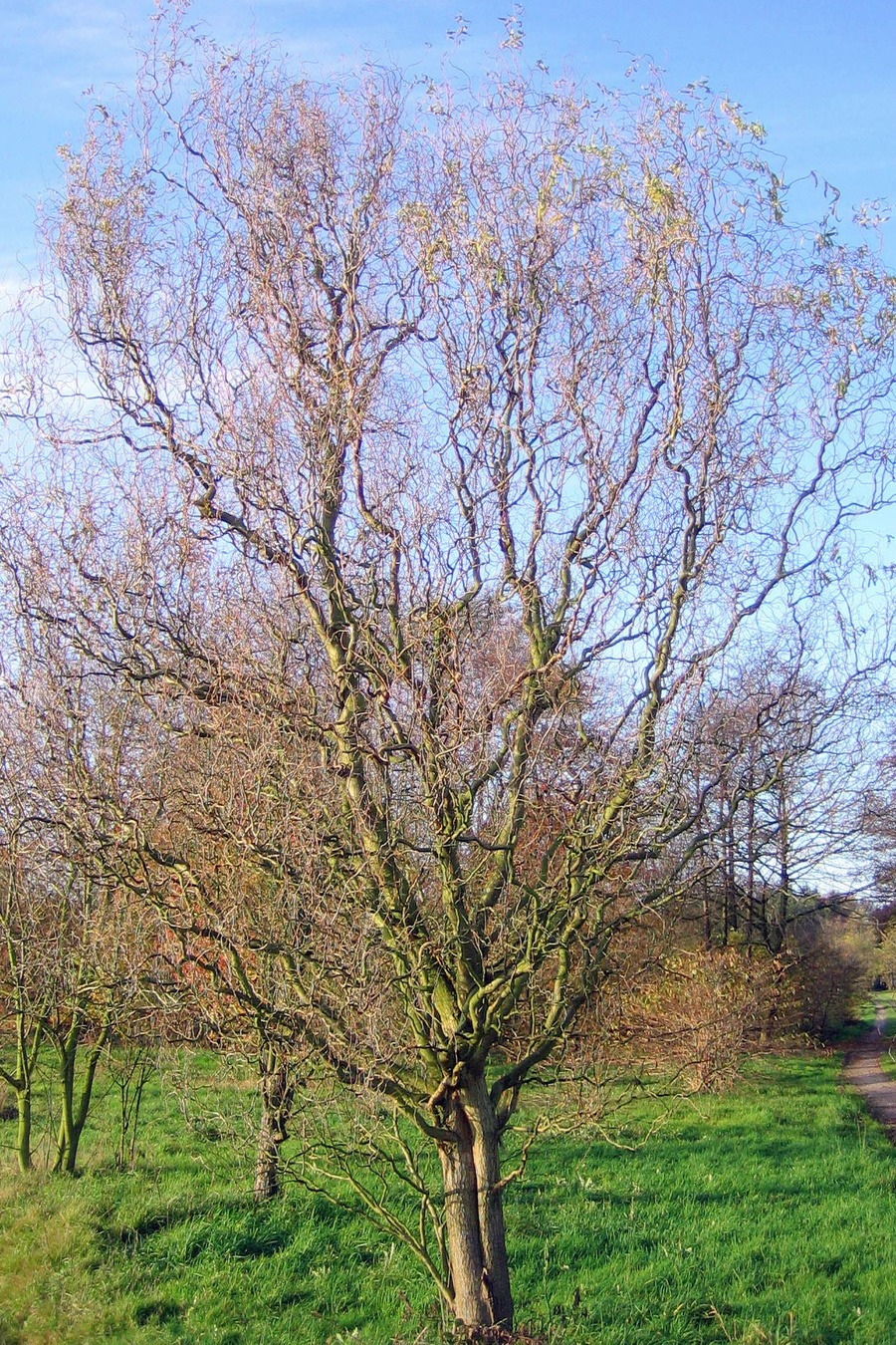 Salix babylonica 'Tortuosa' 