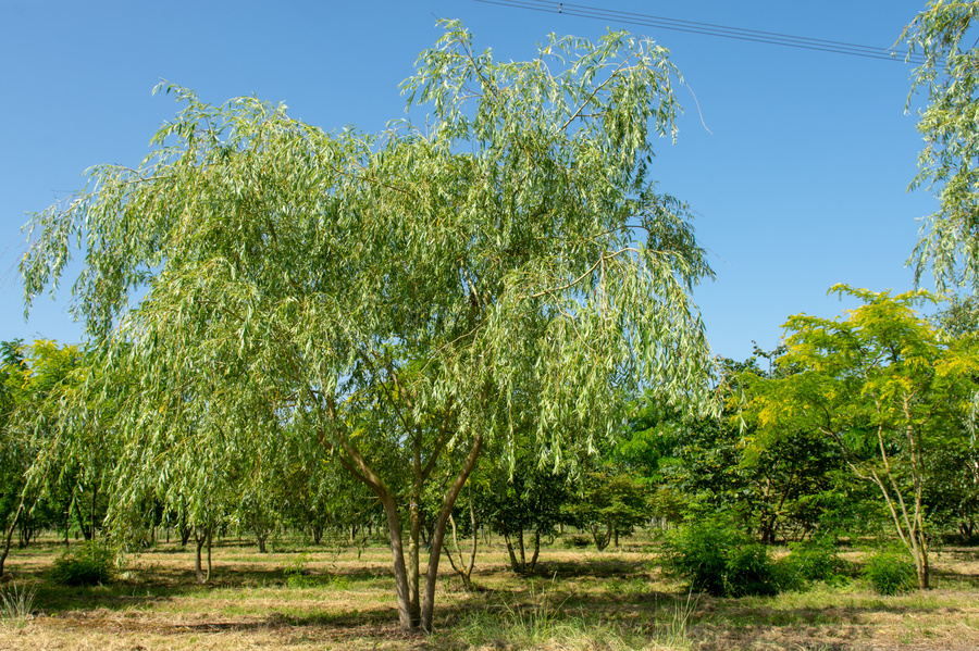 Salix x sepulcralis 'Chrysocoma' 