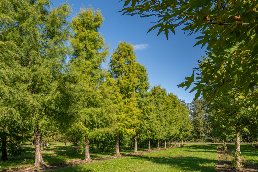 Taxodium distichum 