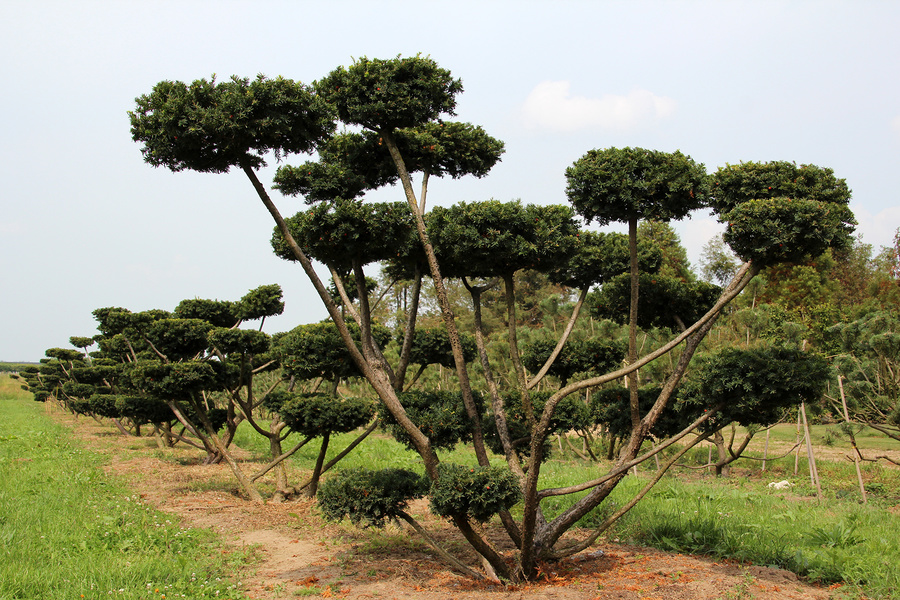 Taxus baccata 