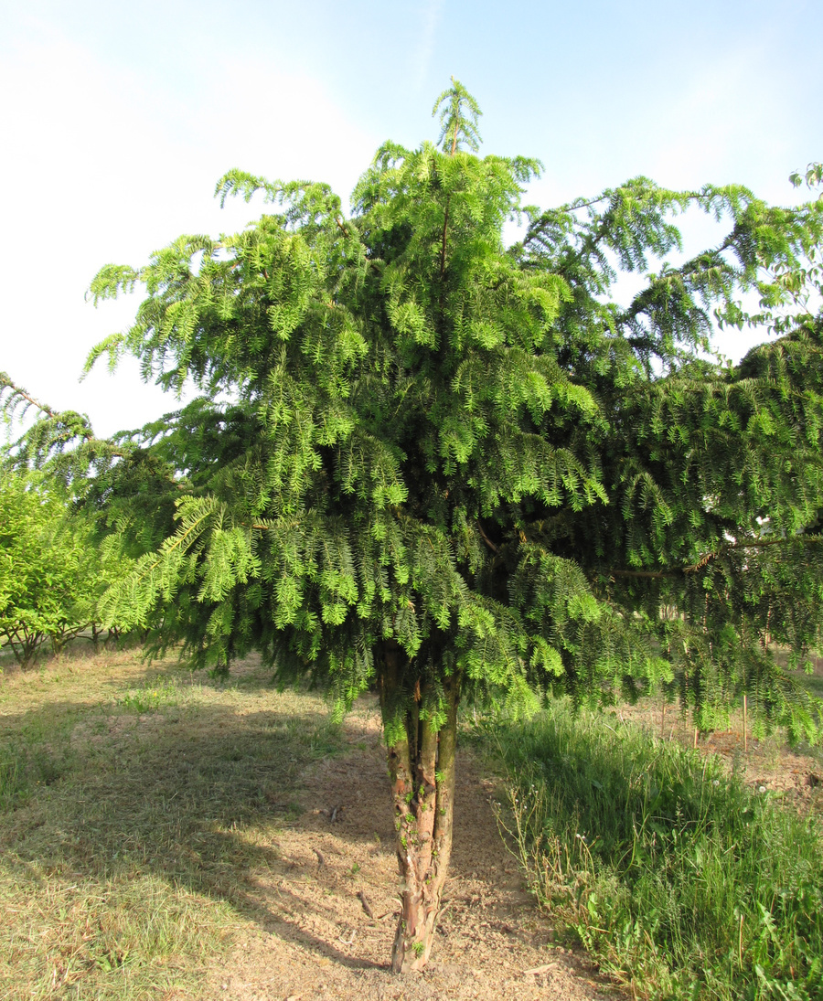 Taxus baccata 'Dovastoniana' 