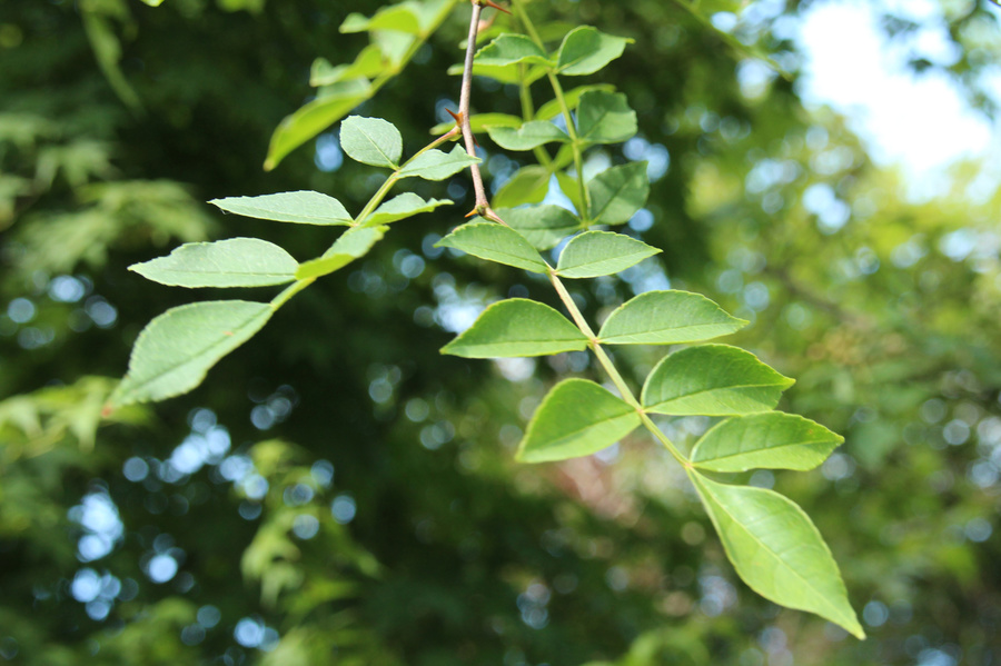 Zanthoxylum simulans 