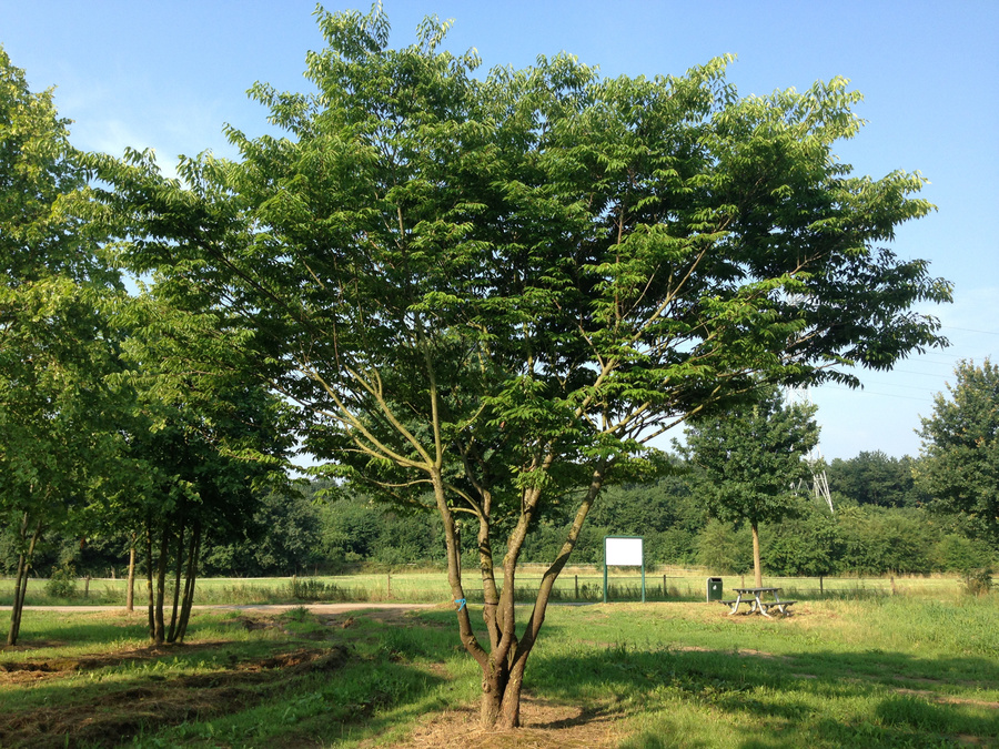 Zelkova serrata 